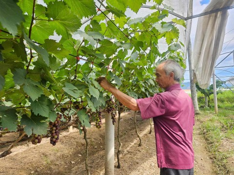 Mục thị vườn nho độc nhất vô nhị bên sông Lại Giang phía Đông Gia Lai