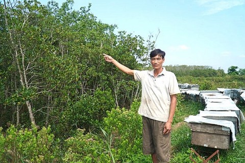 Nuôi ong dưới tán rừng ngập mặn