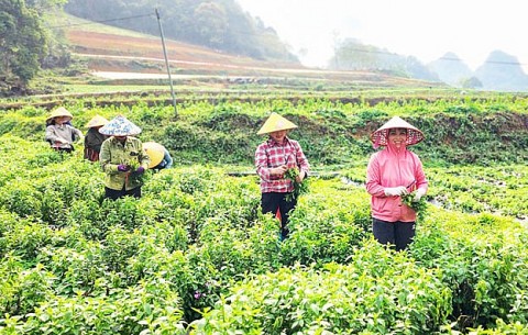 Cao Bằng nhân rộng vùng nguyên liệu dược liệu cỏ ngọt gắn với Chương trình OCOP
