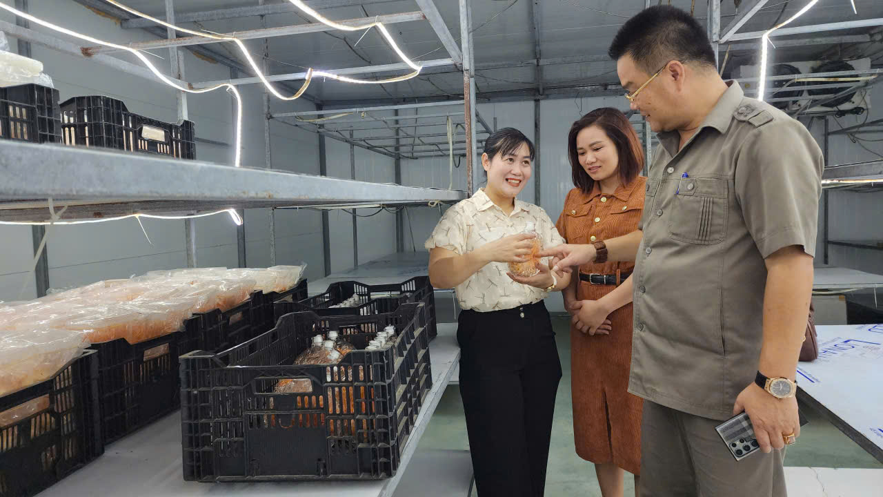 OCOP - Hướng đi bền vững trong hành trình xây dựng nông thôn mới kiểu mẫu ở Tam Đảo- Ảnh 2.