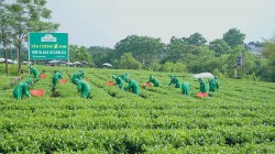 Gìn giữ nghề truyền thống tạo động lực phát triển kinh tế nông thôn