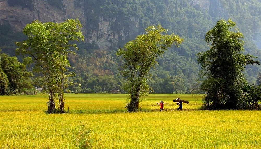 Sắc vàng rực rỡ trên mùa lễ hội vùng cao Tuyên Quang Sắc vàng rực rỡ trên mùa lễ hội vùng cao Tuyên Quang