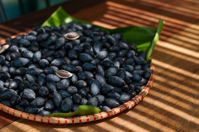 Mùa thu hoạch trám đen Mùa thu hoạch trám đen