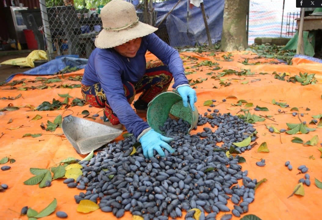 Mùa thu hoạch trám đen Mùa thu hoạch trám đen