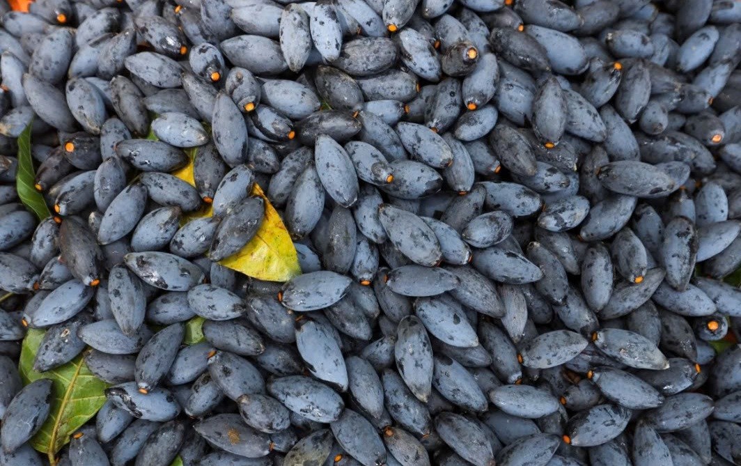 Mùa thu hoạch trám đen Mùa thu hoạch trám đen