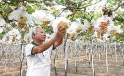 Viện Nha Hố đưa cây nho thành cây "làm giàu" cho nông dân