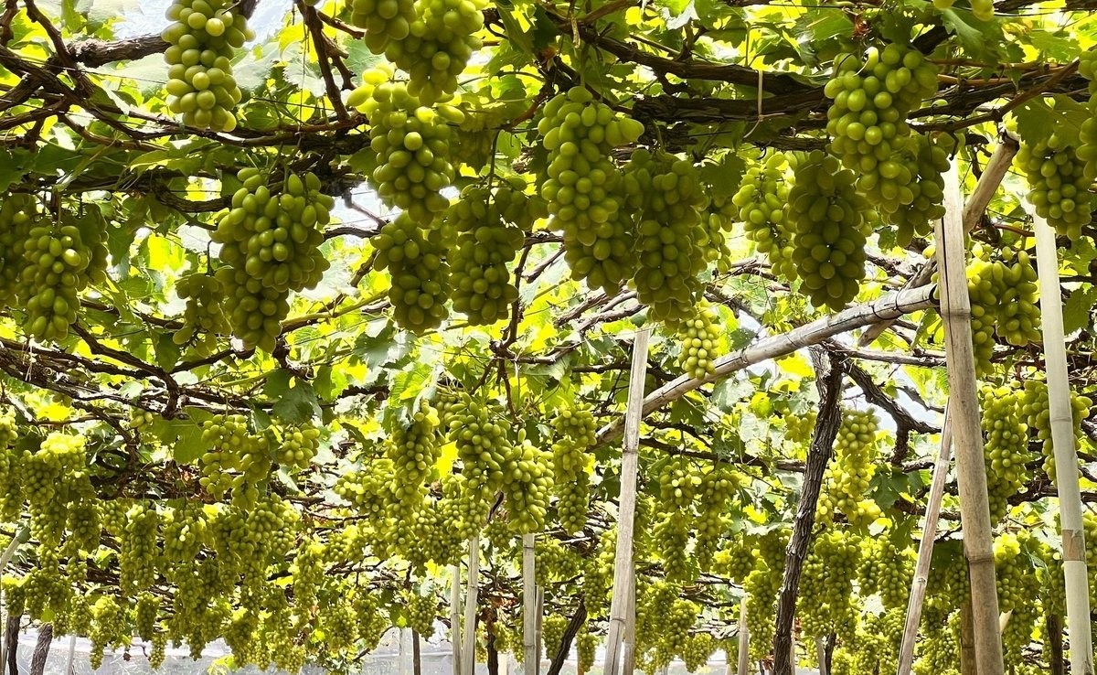 Viện Nha Hố đưa cây nho thành cây  Viện Nha Hố đưa cây nho thành cây