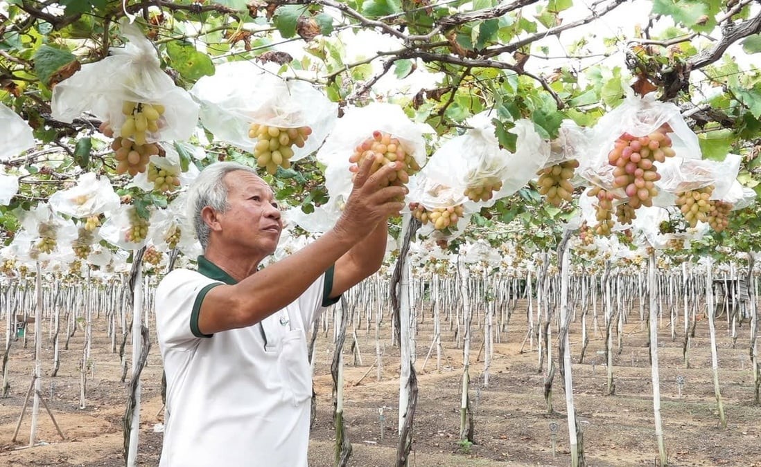 Nông dân Khánh Hòa dùng túi bao chùm quả nho để hạn chế thất thoát sau thu hoạch, sản phẩm nho đảm bảo an toàn vệ sinh thực phẩm. Ảnh: V.Đ.T. Nông dân Khánh Hòa dùng túi bao chùm quả nho để hạn chế thất thoát sau thu hoạch, sản phẩm nho đảm bảo an toàn vệ sinh thực phẩm. Ảnh: V.Đ.T.