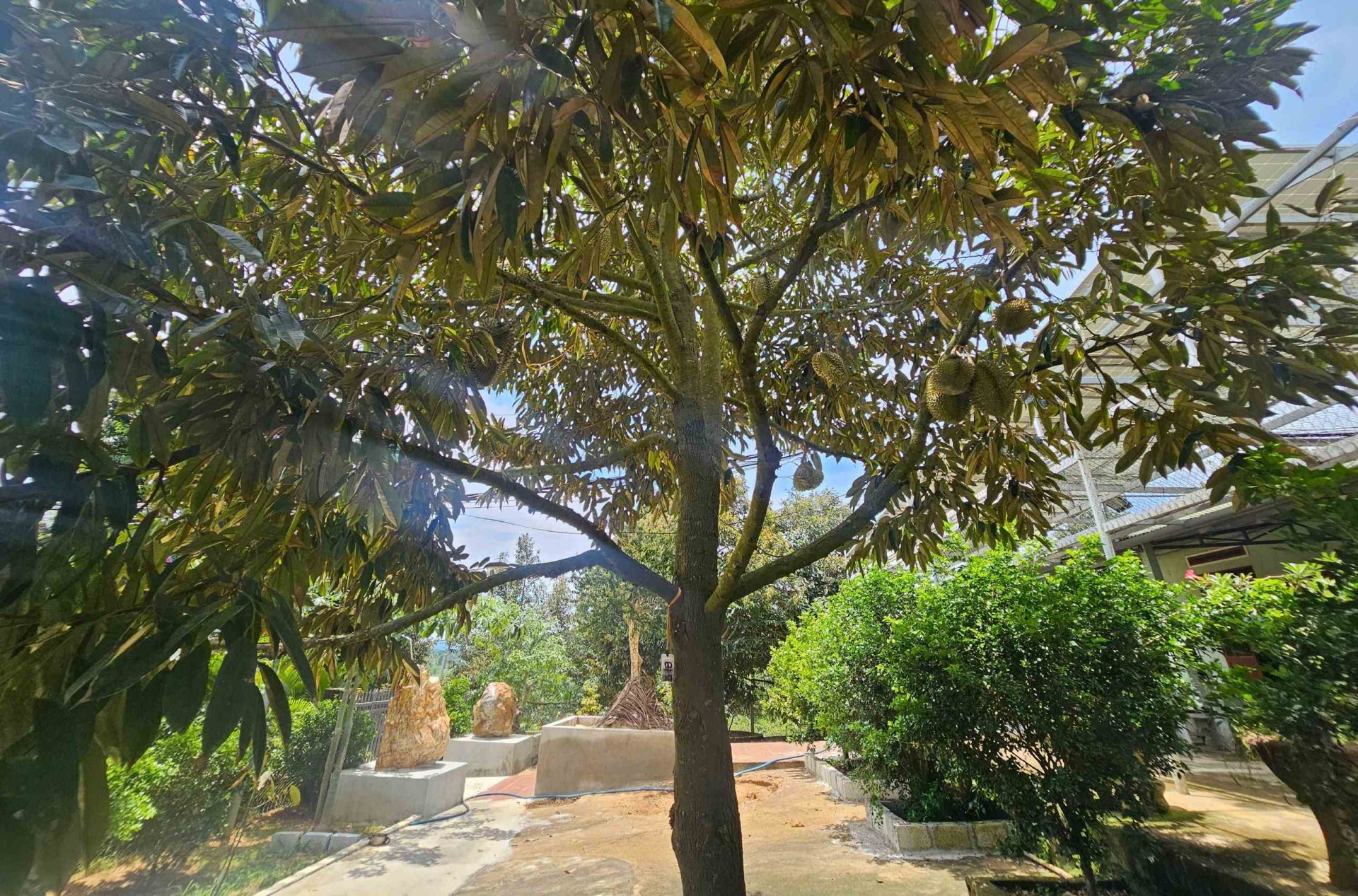 Lạc bước vào vườn sầu riêng độc lạ trên vùng đất Gia Lai Đông Lạc bước vào vườn sầu riêng độc lạ trên vùng đất Gia Lai Đông