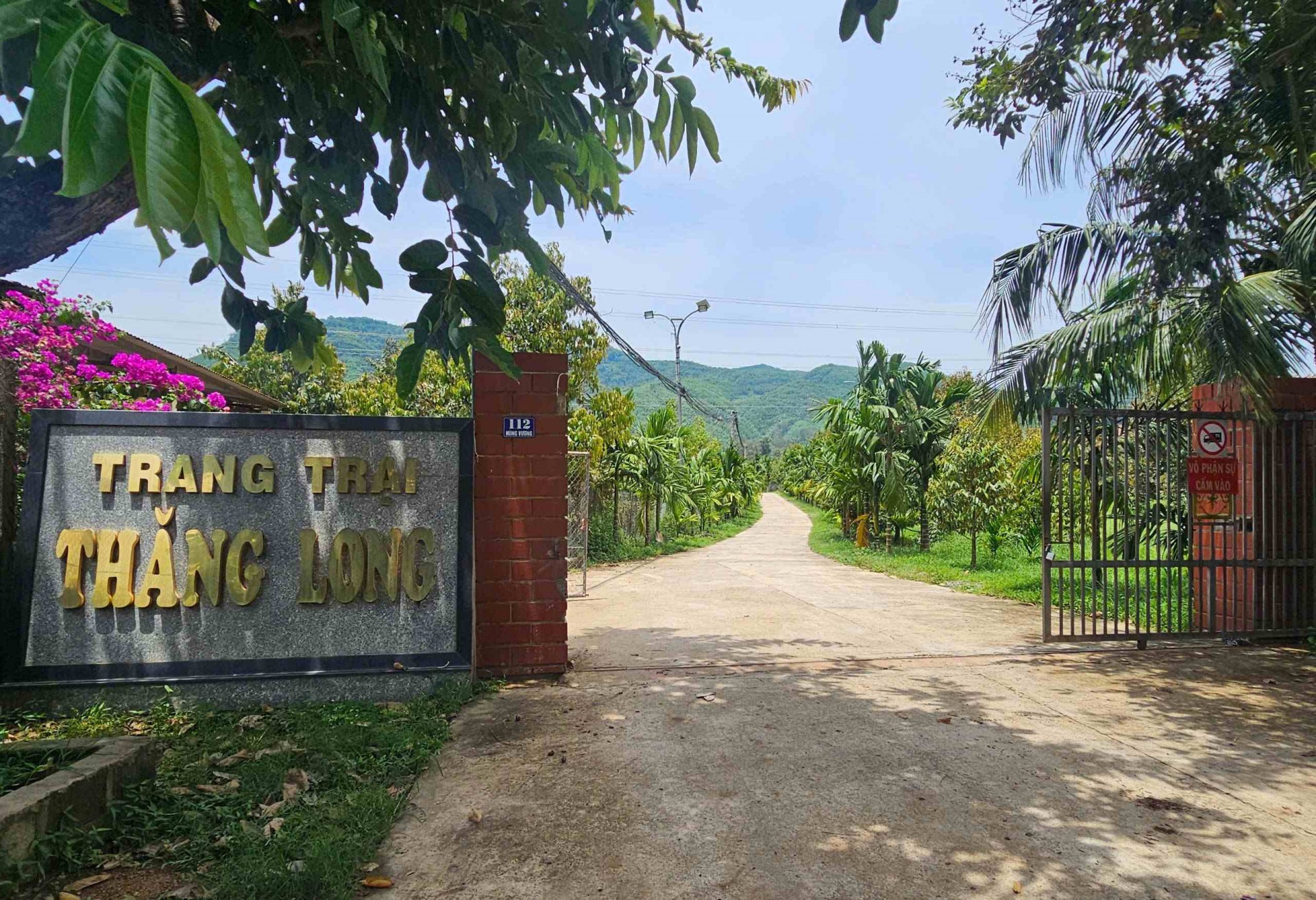 Lạc bước vào vườn sầu riêng độc lạ trên vùng đất Gia Lai Đông Lạc bước vào vườn sầu riêng độc lạ trên vùng đất Gia Lai Đông