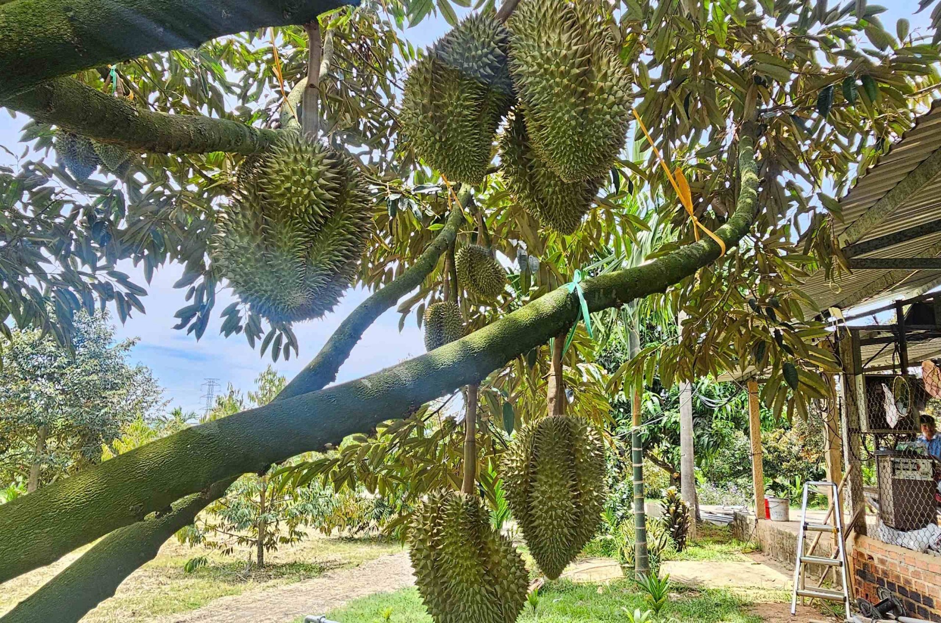 Lạc bước vào vườn sầu riêng độc lạ trên vùng đất Gia Lai Đông Lạc bước vào vườn sầu riêng độc lạ trên vùng đất Gia Lai Đông