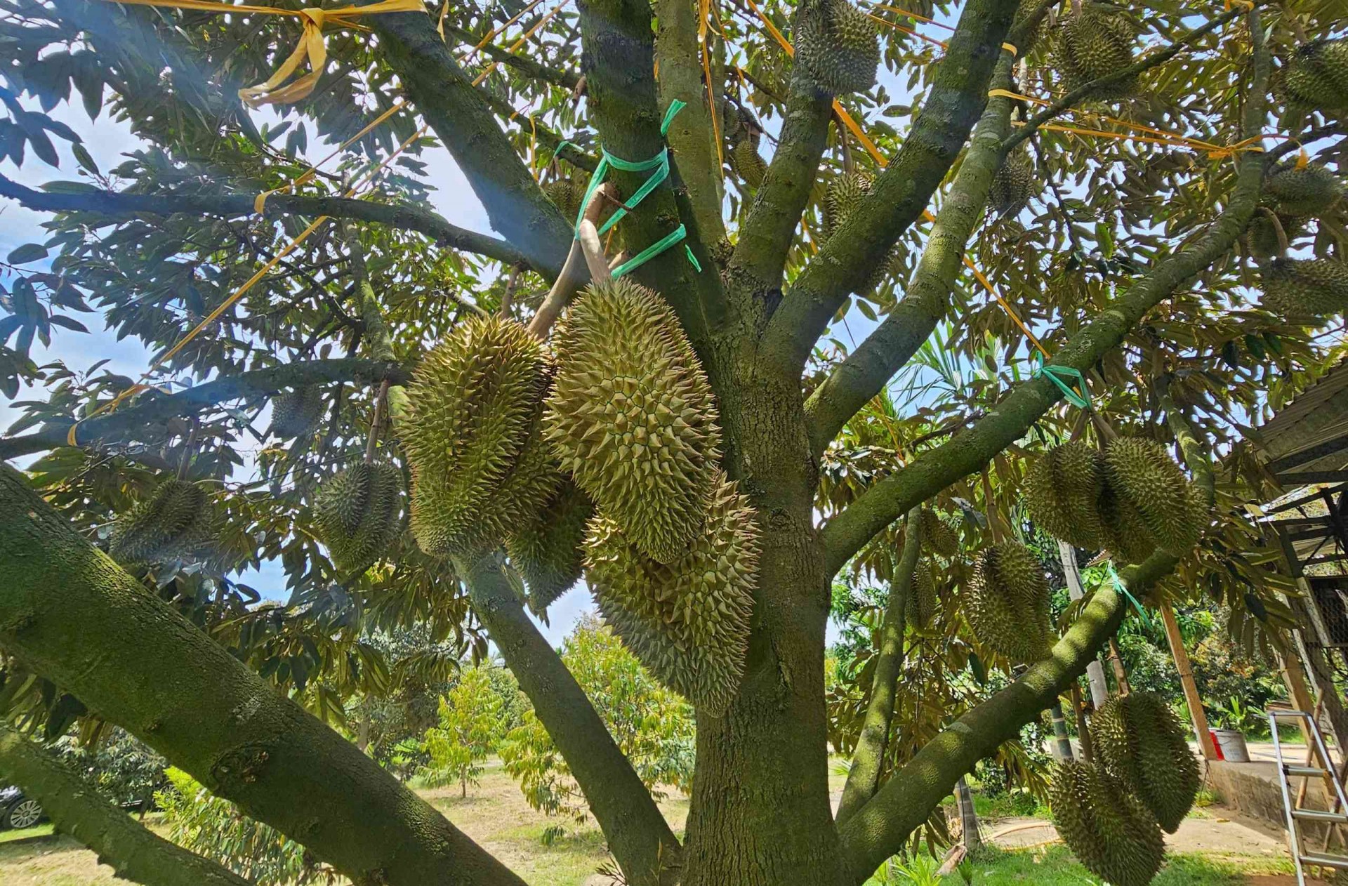 Lạc bước vào vườn sầu riêng độc lạ trên vùng đất Gia Lai Đông Lạc bước vào vườn sầu riêng độc lạ trên vùng đất Gia Lai Đông