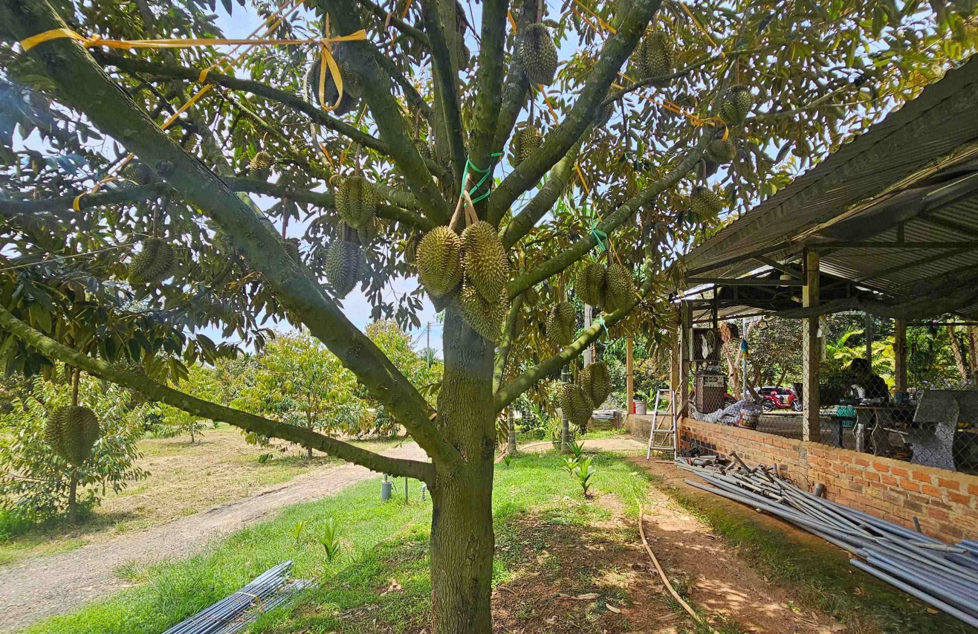 Lạc bước vào vườn sầu riêng độc lạ trên vùng đất Gia Lai Đông Lạc bước vào vườn sầu riêng độc lạ trên vùng đất Gia Lai Đông