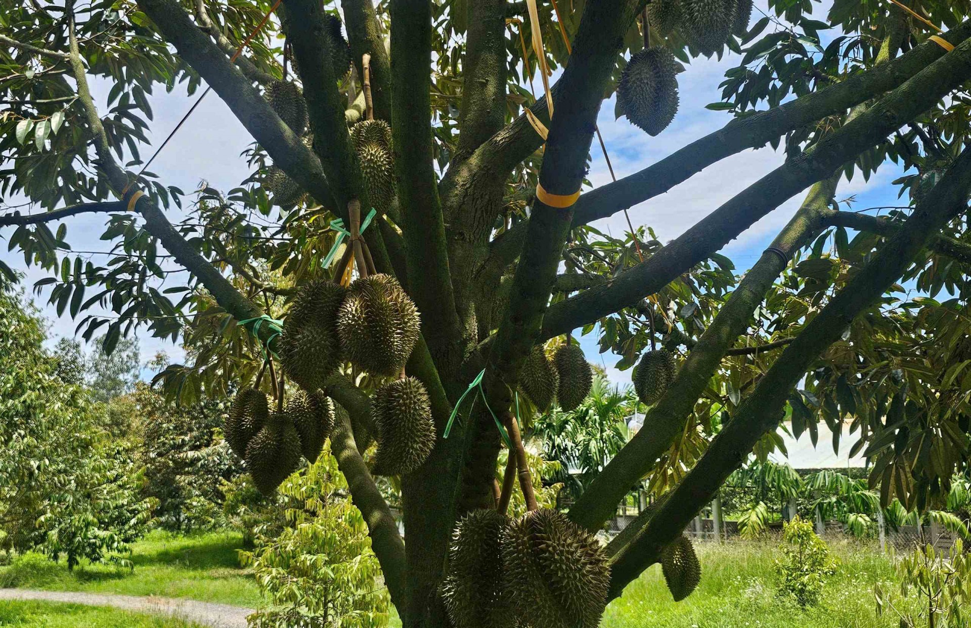 Lạc bước vào vườn sầu riêng độc lạ trên vùng đất Gia Lai Đông Lạc bước vào vườn sầu riêng độc lạ trên vùng đất Gia Lai Đông