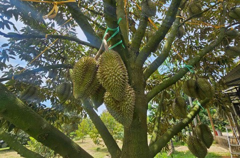 lac buoc vao vuon sau rieng doc la tren vung dat gia lai dong