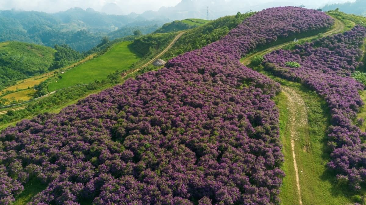Sắc tím hoa mua quyến rũ trên đồi Suối Bon Sắc tím hoa mua quyến rũ trên đồi Suối Bon