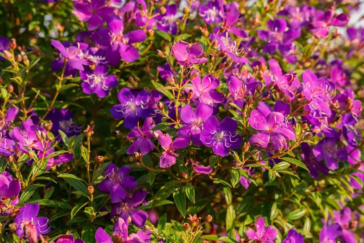 Sắc tím hoa mua quyến rũ trên đồi Suối Bon Sắc tím hoa mua quyến rũ trên đồi Suối Bon