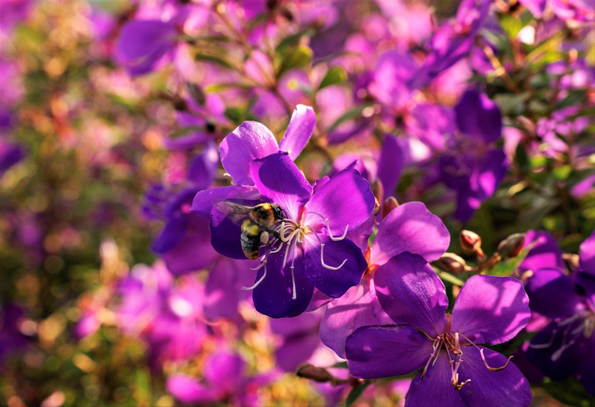 Sắc tím hoa mua quyến rũ trên đồi Suối Bon Sắc tím hoa mua quyến rũ trên đồi Suối Bon