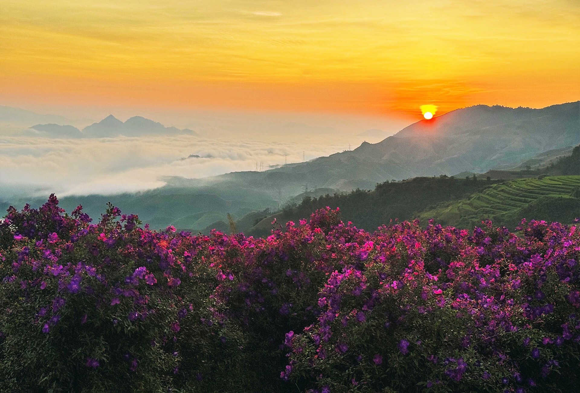 Sắc tím hoa mua quyến rũ trên đồi Suối Bon Sắc tím hoa mua quyến rũ trên đồi Suối Bon