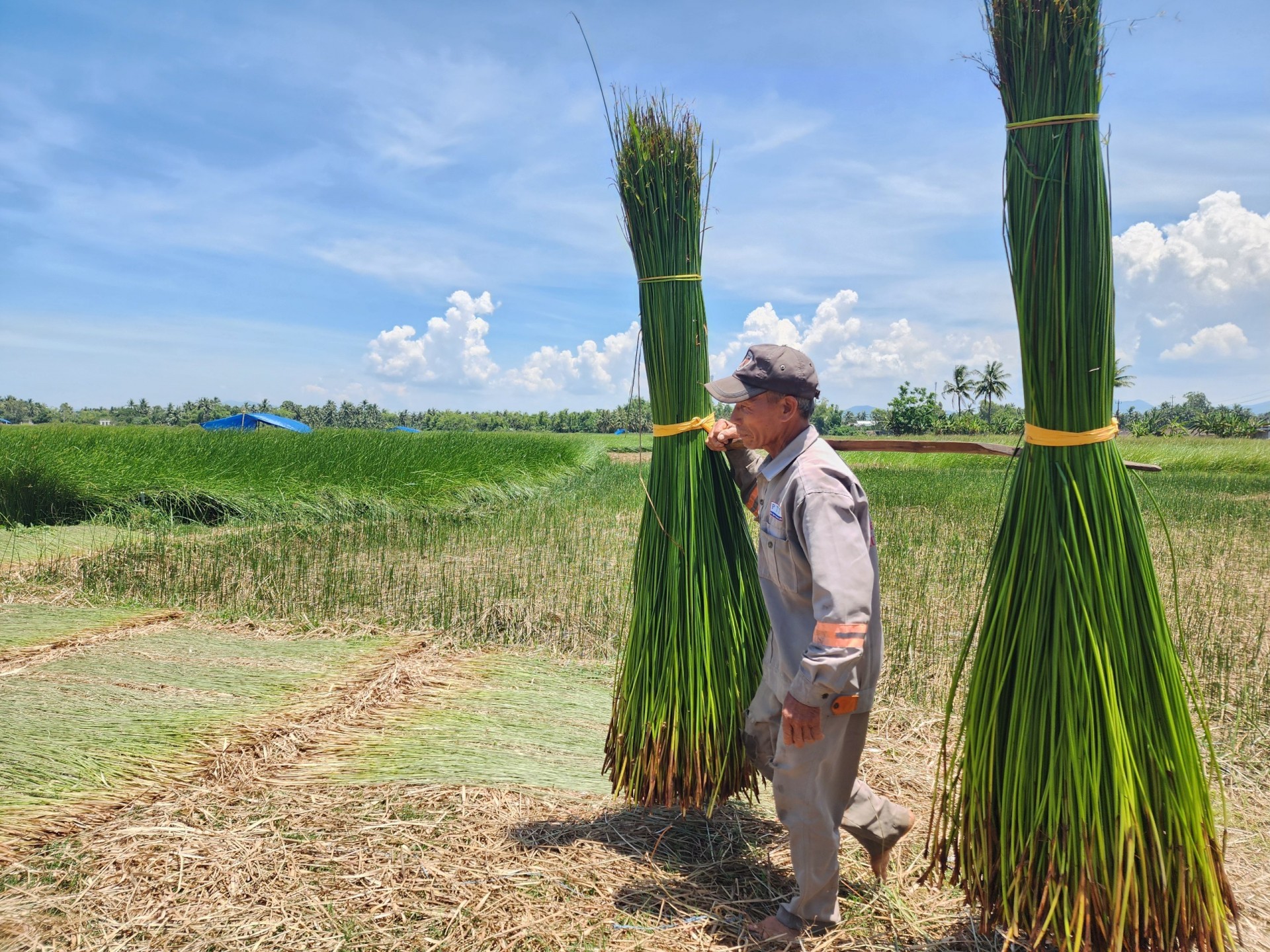 Hơn 300 năm giữ lửa truyền thống ở làng nghề chiếu cói Hoài Nhơn Hơn 300 năm giữ lửa truyền thống ở làng nghề chiếu cói Hoài Nhơn