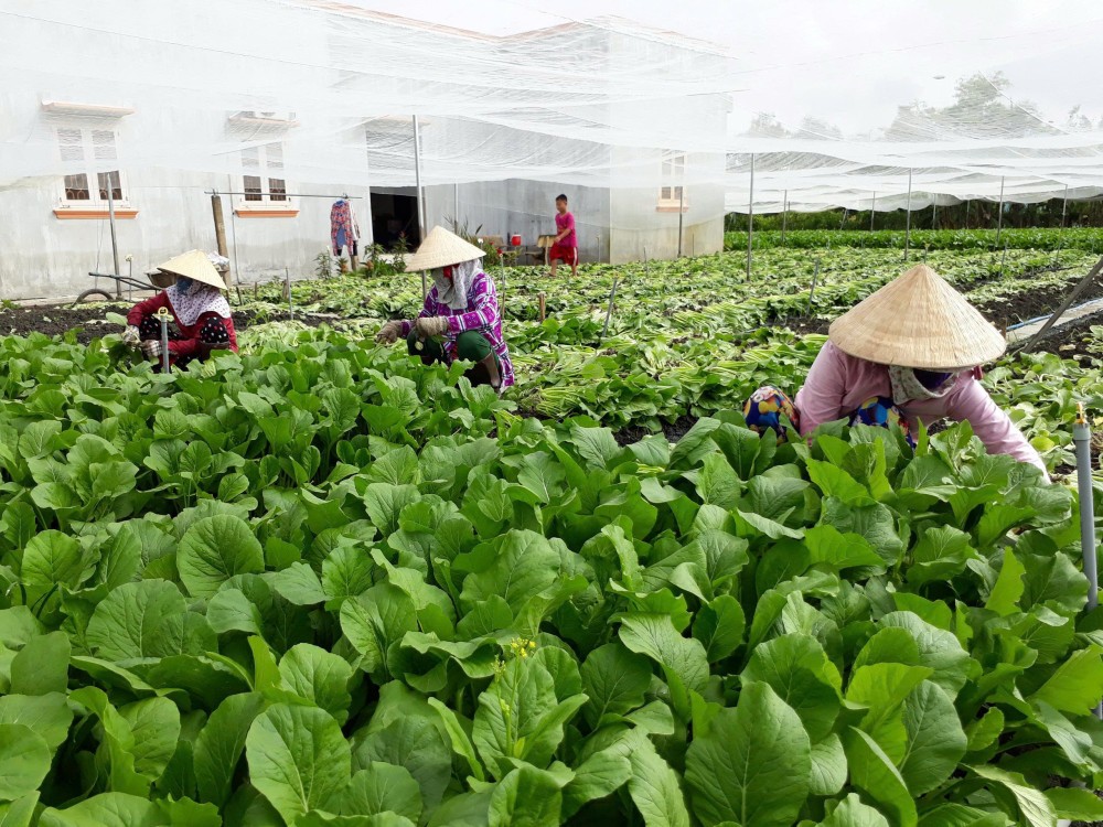 Bức tranh nông thôn ở Tây Ninh đổi thay sau hợp nhất Bức tranh nông thôn ở Tây Ninh đổi thay sau hợp nhất