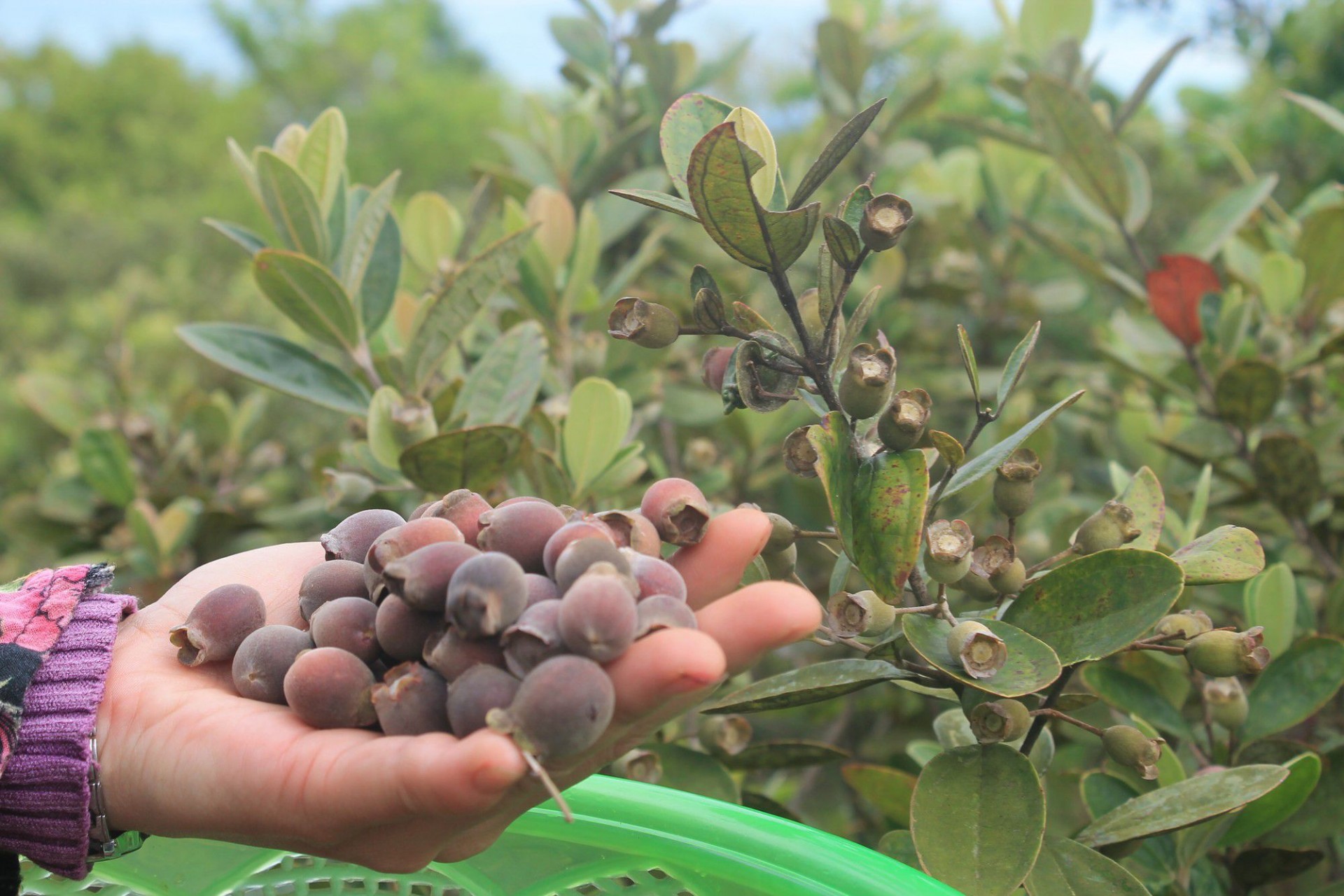 Từ trái sim rừng đến đặc sản đạt chất lượng OCOP