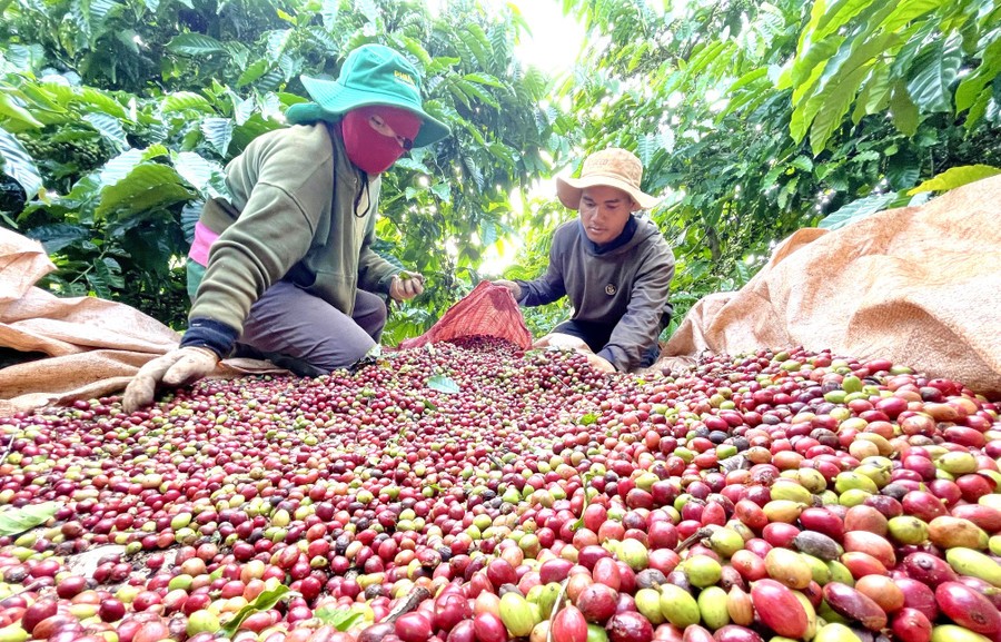 Cà phê khẳng định vị trí nổi bật trong sản phẩm OCOP Gia Lai