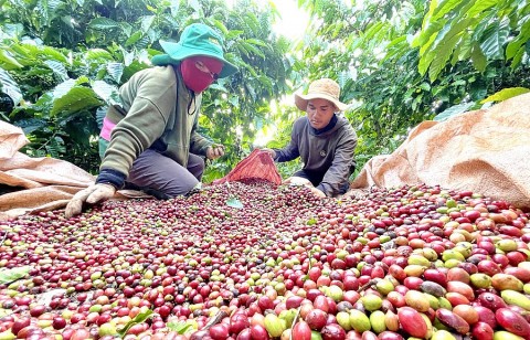 ca phe khang dinh vi tri noi bat trong san pham ocop gia lai