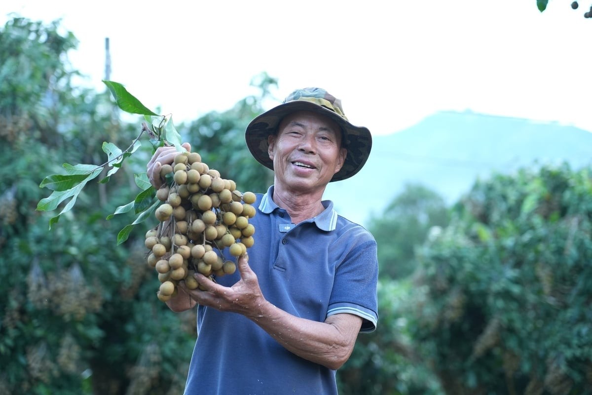 Sự thành công của mô hình nhãn Ánh vàng 205 tại Sơn La