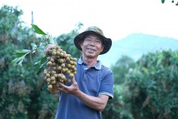 Sự thành công của mô hình nhãn Ánh vàng 205 tại Sơn La