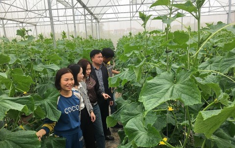 ung dung khoa hoc ky thuat nong dan bac ninh thu lai lon tu dua leo