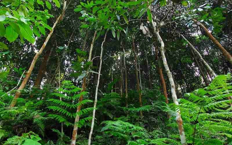 Triển vọng từ những cánh rừng quế hữu cơ ở Quảng Tân Triển vọng từ những cánh rừng quế hữu cơ ở Quảng Tân