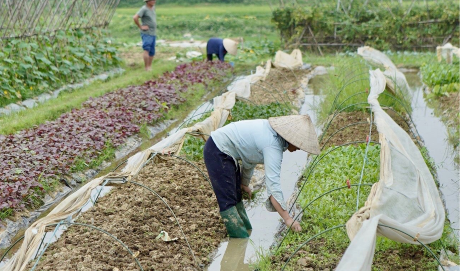 Tái sản xuất, bảo đảm nguồn cung rau xanh cho thị trường