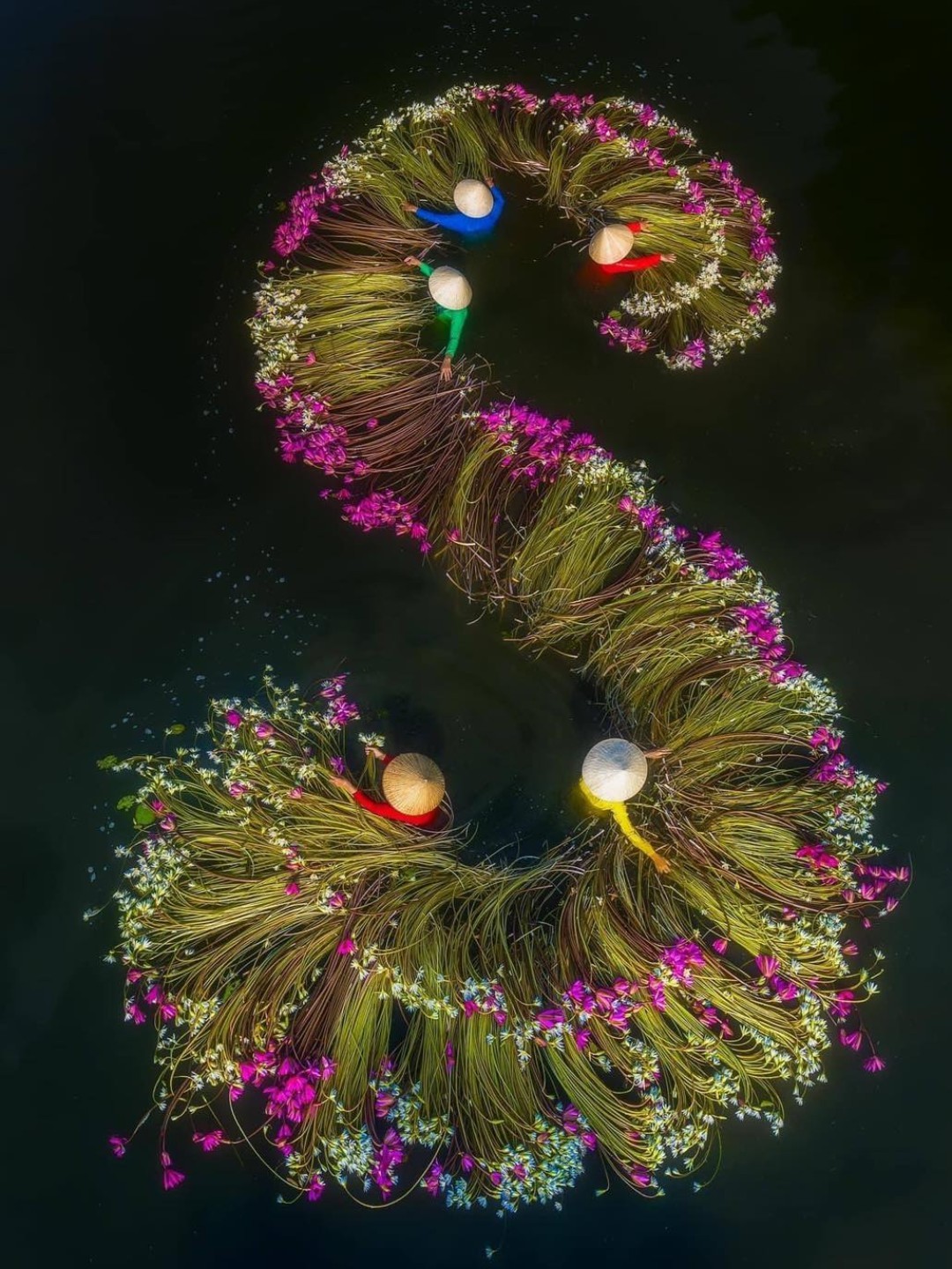 Hoa súng miền Tây nét thơ mộc mạc giữa sông nước