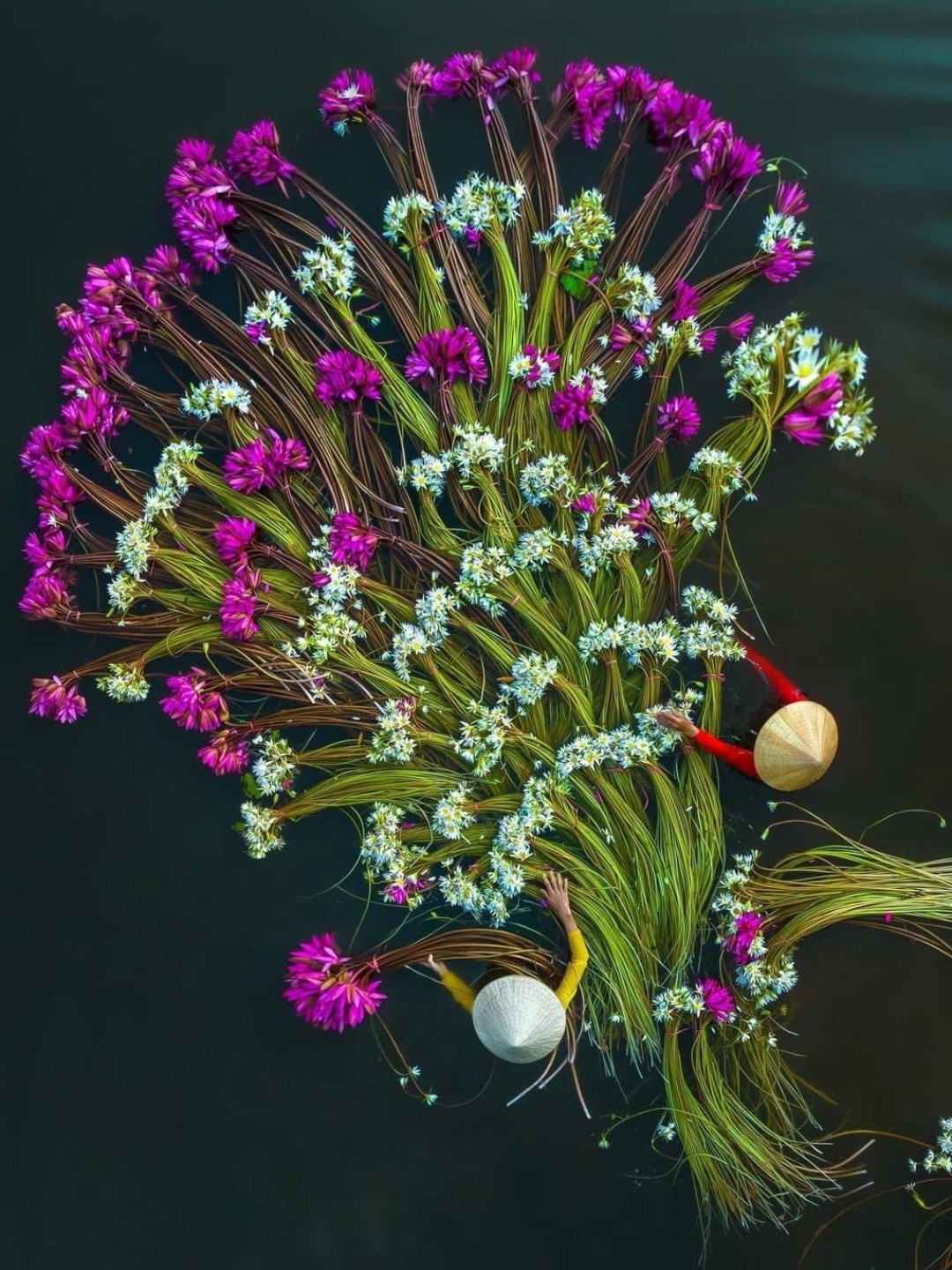 Hoa súng miền Tây nét thơ mộc mạc giữa sông nước