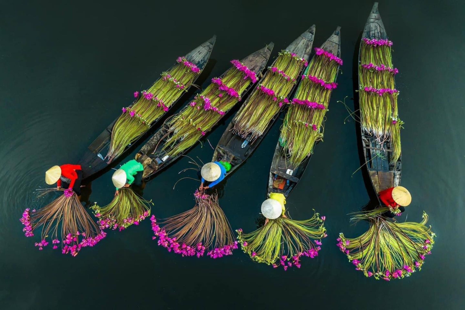 Hoa súng miền Tây nét thơ mộc mạc giữa sông nước