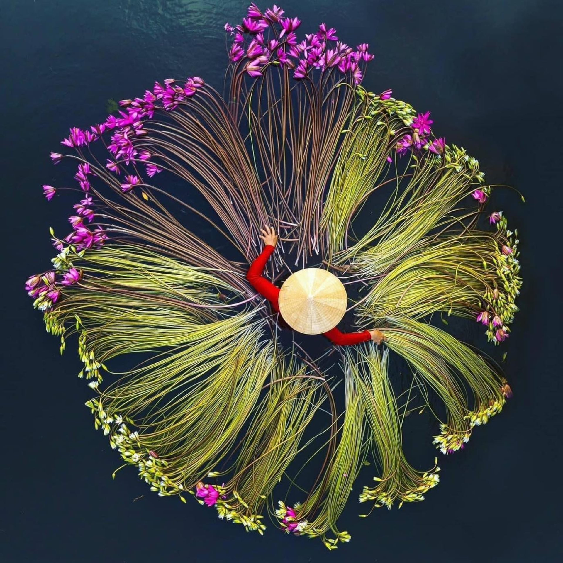 Hoa súng miền Tây nét thơ mộc mạc giữa sông nước