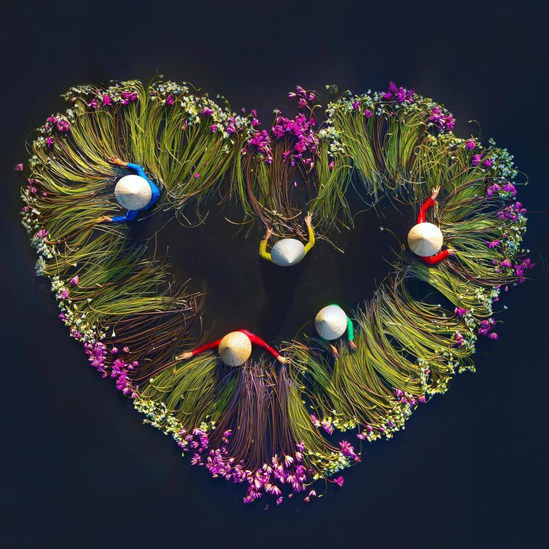 Hoa súng miền Tây nét thơ mộc mạc giữa sông nước