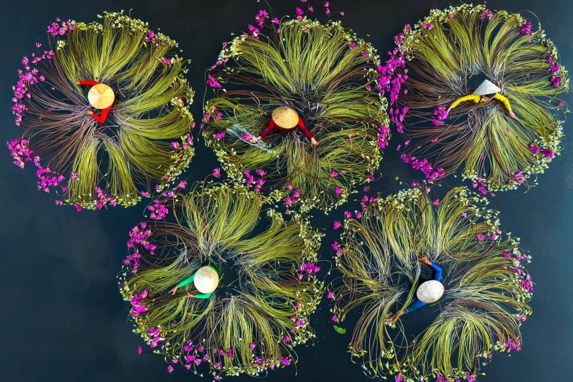 Hoa súng miền Tây nét thơ mộc mạc giữa sông nước