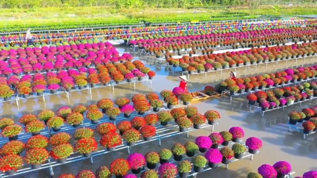 Tổ hợp tác hoa kiểng Tân An đã xuống giống khoảng 300.000 chậu hoa kiểng. Ảnh Ngọc Phúc/SGGP Tổ hợp tác hoa kiểng Tân An đã xuống giống khoảng 300.000 chậu hoa kiểng. Ảnh Ngọc Phúc/SGGP