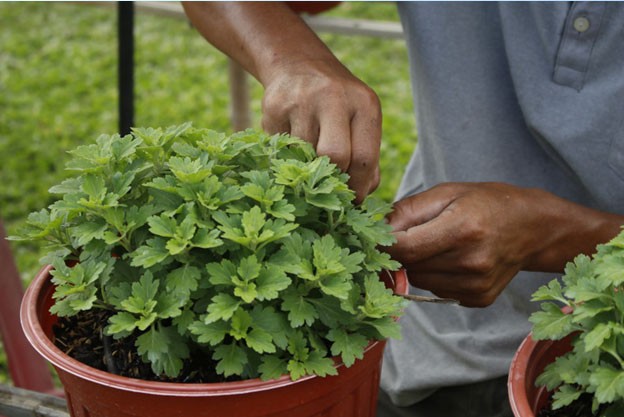 Nông dân tiến hành ngắt đọt hoa cúc, giúp bộ tán đồng đều, đẹp mắt Nông dân tiến hành ngắt đọt hoa cúc, giúp bộ tán đồng đều, đẹp mắt