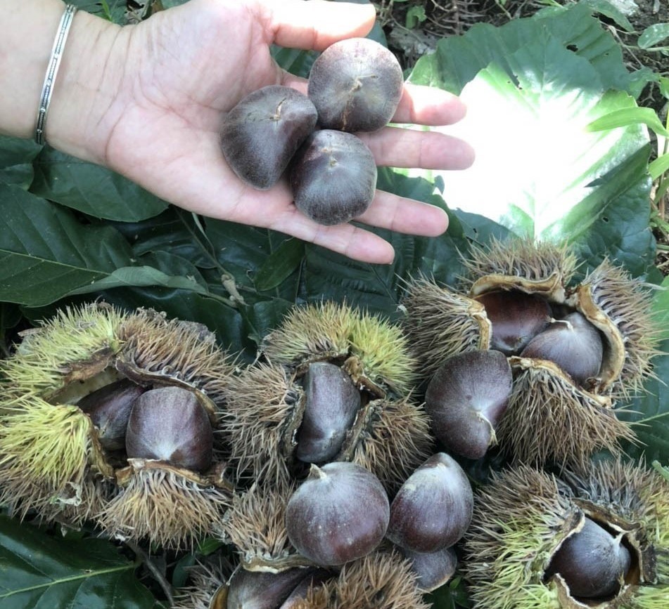 Hạt dẻ trồng tại nhiều vùng ở Cao Bằng, nhưng nổi tiếng nhất là hạt dẻ Trùng Khánh. Hạt dẻ trồng tại nhiều vùng ở Cao Bằng, nhưng nổi tiếng nhất là hạt dẻ Trùng Khánh.