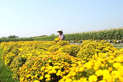 Làng hoa Sa Đéc tất bật xuống giống vụ hoa Tết, lễ hội Festival Hoa