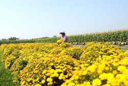 Làng hoa Sa Đéc tất bật xuống giống vụ hoa Tết, lễ hội Festival Hoa