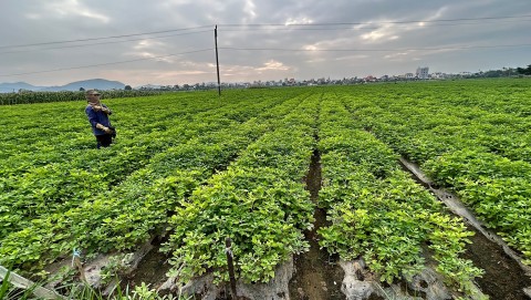 Hạt lạc sen Diễn Châu – từ nông sản quê hương đến khát vọng vươn xa