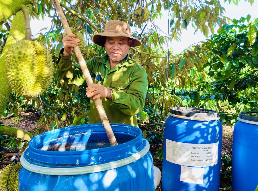 Ông Phan Văn Chạo (thôn 2, xã Chư Păh) sử dụng phế phẩm các loại cá ngâm ủ kết hợp với humic cùng trứng, chuối… để tạo ra phân bón chất lượng cho cây trồng. Ông Phan Văn Chạo (thôn 2, xã Chư Păh) sử dụng phế phẩm các loại cá ngâm ủ kết hợp với humic cùng trứng, chuối… để tạo ra phân bón chất lượng cho cây trồng.