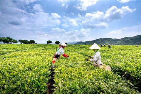 Động lực mới cho cây chè Thái Nguyên phát triển bền vững