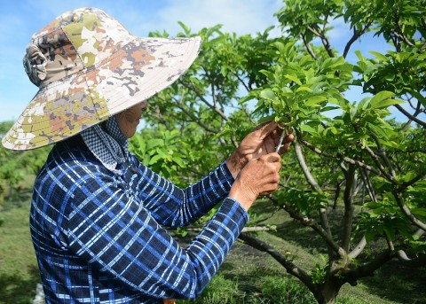 Nghề thụ phấn cho mãng cầu – bí quyết vàng cho mùa bội thu