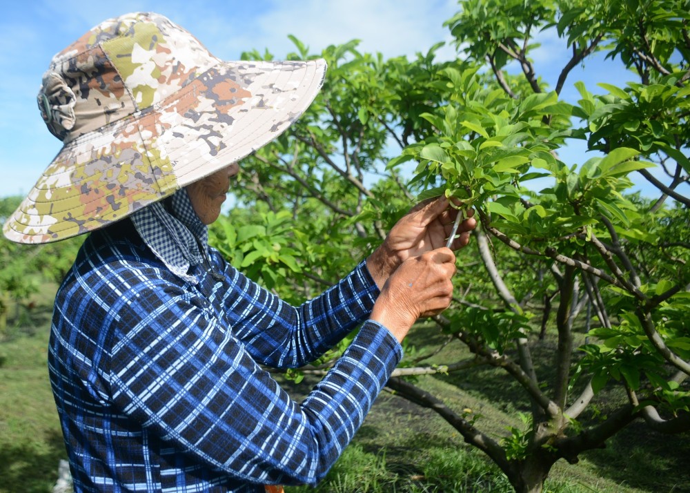 Nghề thụ phấn cho mãng cầu – bí quyết vàng cho mùa bội thu