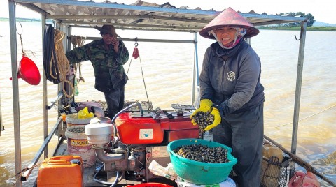 Nơi nghề khai thác hến trở thành kế sinh nhai bền vững